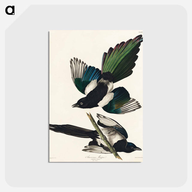 アートポストカード-American Magpie from Birds of America
 - アメリカの鳥たち Postcard.