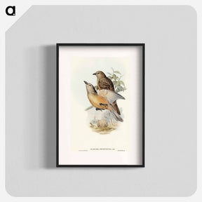 アートポスター-Fawn-breasted Bower-bird
 - オーストラリアの鳥 Poster.