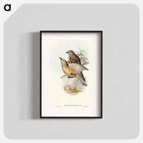 アートポスター-Fawn-breasted Bower-bird
 - オーストラリアの鳥 Poster.