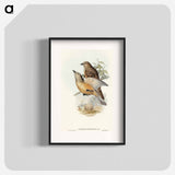 Fawn-breasted Bower-bird
 - オーストラリアの鳥 Poster.