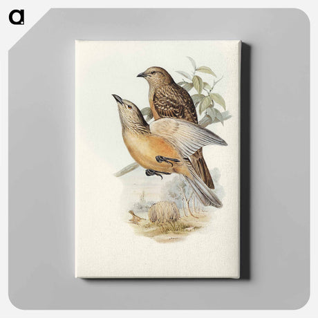 アートパネル-Fawn-breasted Bower-bird
 - オーストラリアの鳥 Canvas.