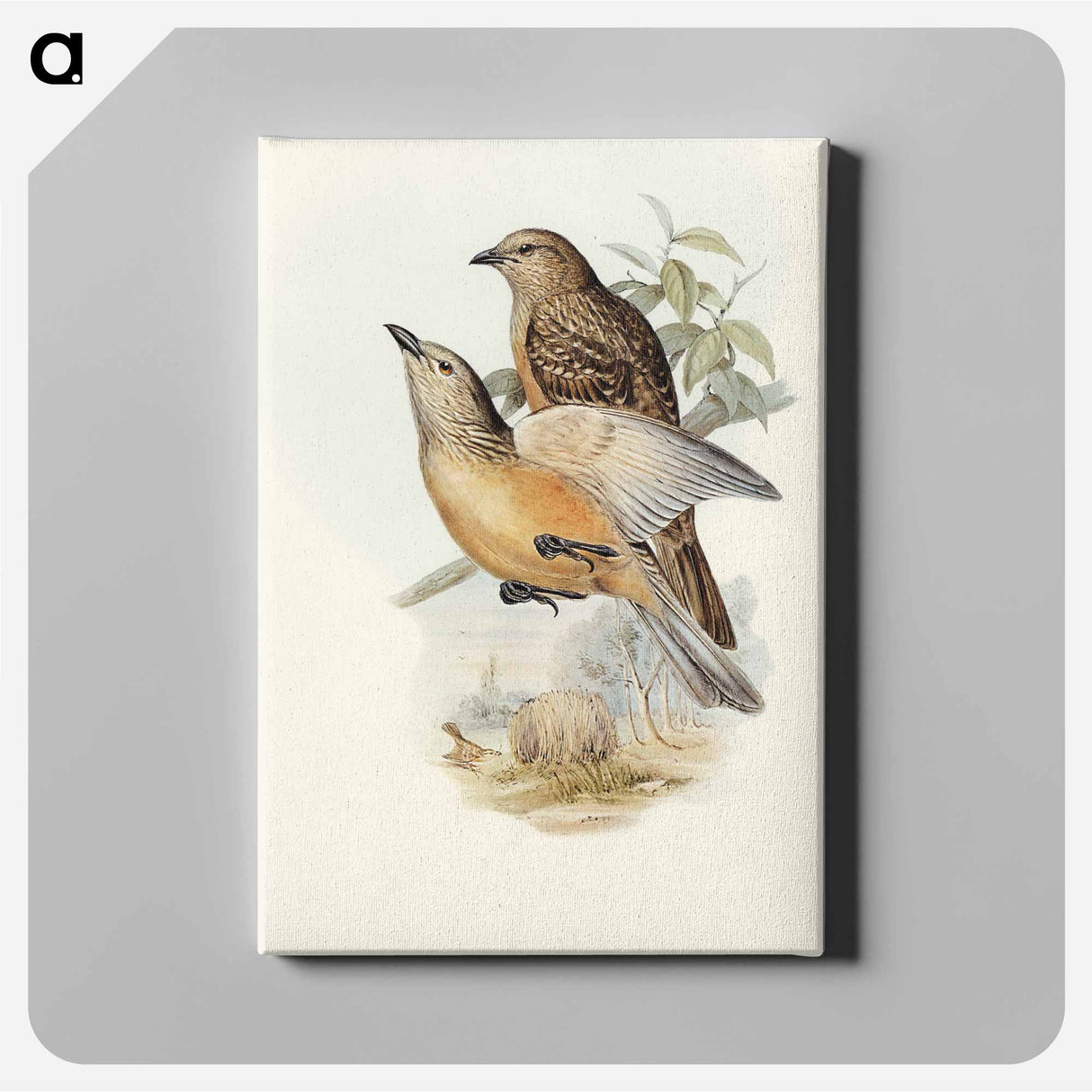 アートパネル-Fawn-breasted Bower-bird
 - オーストラリアの鳥 Canvas.