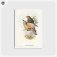 アートポストカード-Fawn-breasted Bower-bird
 - オーストラリアの鳥 Postcard.