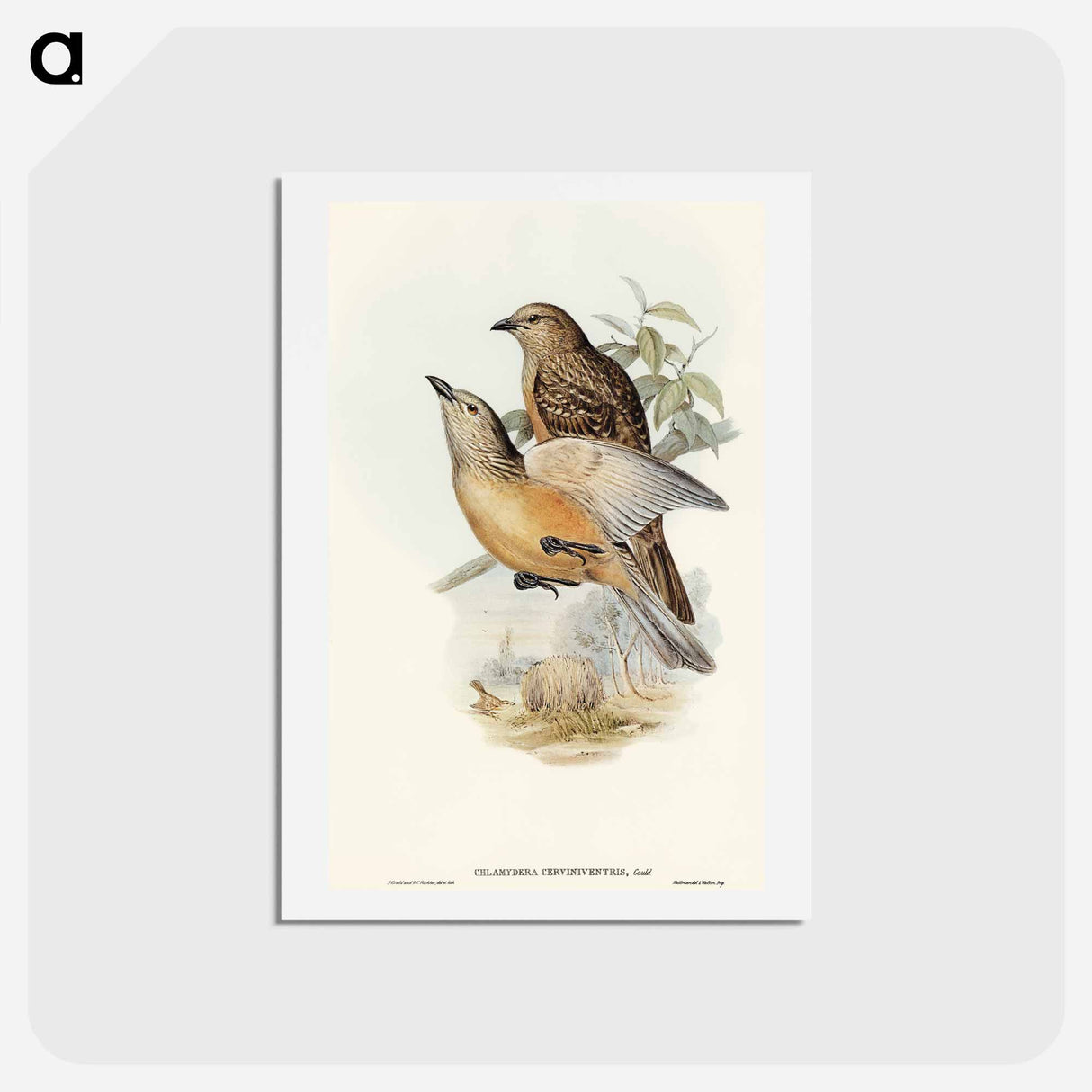 アートポストカード-Fawn-breasted Bower-bird
 - オーストラリアの鳥 Postcard.