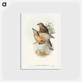 アートポストカード-Fawn-breasted Bower-bird
 - オーストラリアの鳥 Postcard.