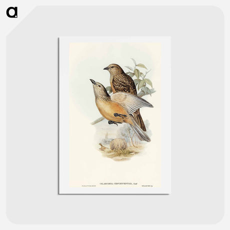 アートポストカード-Fawn-breasted Bower-bird
 - オーストラリアの鳥 Postcard.