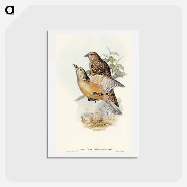 アートポストカード-Fawn-breasted Bower-bird
 - オーストラリアの鳥 Postcard.