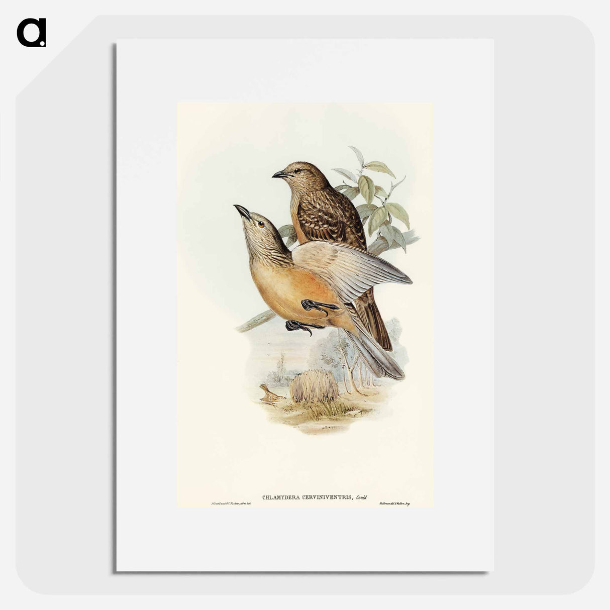 アートポスター-Fawn-breasted Bower-bird
 - オーストラリアの鳥 Poster.