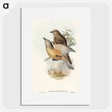 アートポスター-Fawn-breasted Bower-bird
 - オーストラリアの鳥 Poster.