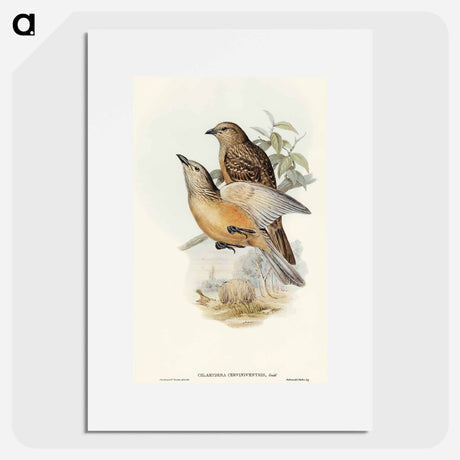 アートポスター-Fawn-breasted Bower-bird
 - オーストラリアの鳥 Poster.