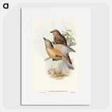 Fawn-breasted Bower-bird
 - オーストラリアの鳥 Poster.