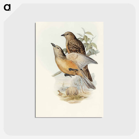 アートポストカード-Fawn-breasted Bower-bird
 - オーストラリアの鳥 Postcard.