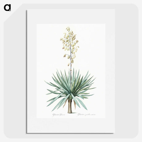 1-90_The-Lilies_picture