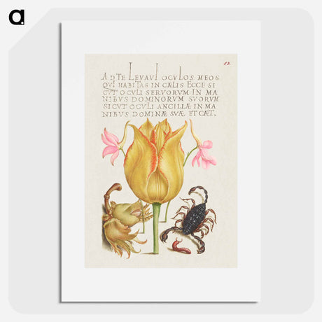 アートポスター-Rocket Larkspurs, Tulip, Scorpion, Millepede, and European Filbert
 - 書道のお手本 Poster.