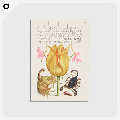 アートポストカード-Rocket Larkspurs, Tulip, Scorpion, Millepede, and European Filbert
 - 書道のお手本 Postcard.