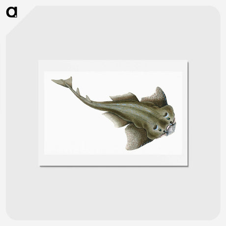 1-90_The-Natural-History-of-British-Fishes_hagaki