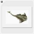 1-90_The-Natural-History-of-British-Fishes_picture