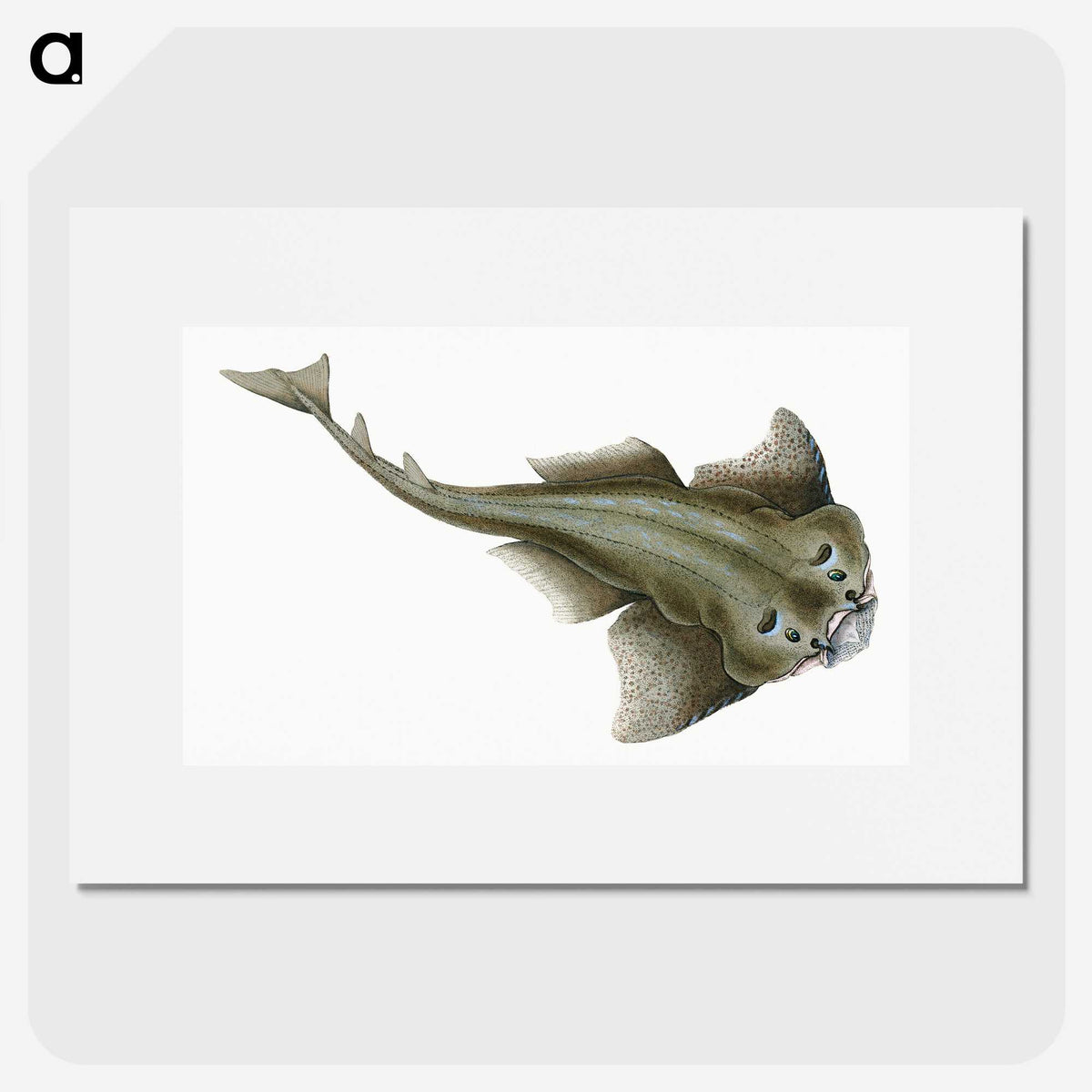 1-90_The-Natural-History-of-British-Fishes_picture