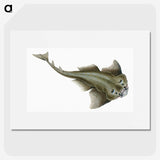 1-90_The-Natural-History-of-British-Fishes_picture