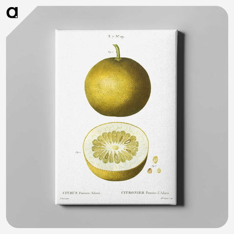 1-90_Treatise-on-Trees-and-Shrubs_canvas
