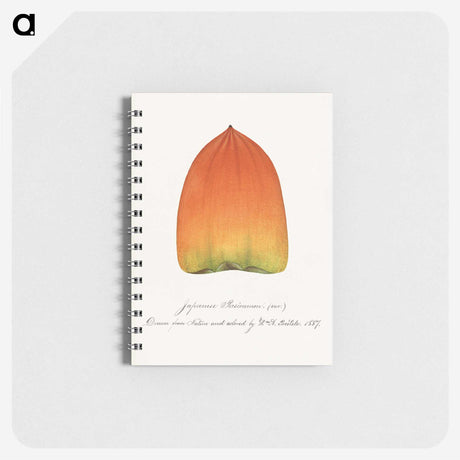 1-90_USDA-Watercolor-Fruit-Painting-Collection_memo