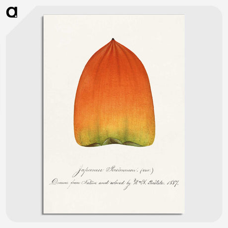 1-90_USDA-Watercolor-Fruit-Painting-Collection_picture-crop