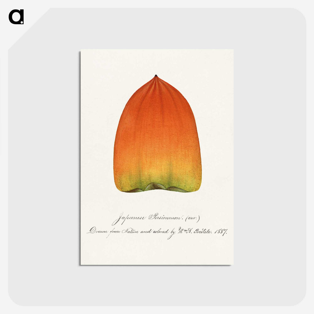 1-90_USDA-Watercolor-Fruit-Painting-Collection_postcard