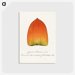 1-90_USDA-Watercolor-Fruit-Painting-Collection_postcard