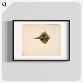 アートポスター-Thornback ray, male - ヴィルヘルム フォン ライト Poster.