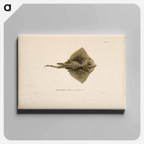 アートパネル-Thornback ray, male - ヴィルヘルム フォン ライト Canvas.
