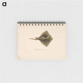 アートメモ帳-Thornback ray, male - ヴィルヘルム フォン ライト Memo.