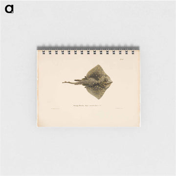 Thornback ray, male - ヴィルヘルム フォン ライト Memo.