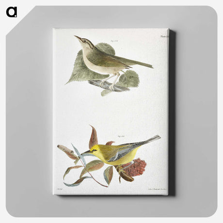 1-90_Zoology-of-New-York_canvas