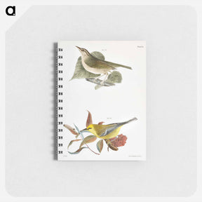 アートメモ帳-The Wormeating Warbler (Vermivora pensylvanica)  The Blue-winged Warbler (Vermivora solitaria) - ニューヨークの動物学 Memo.