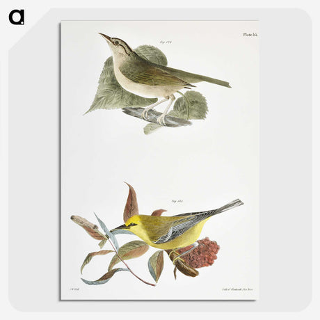 1-90_Zoology-of-New-York_picture-crop