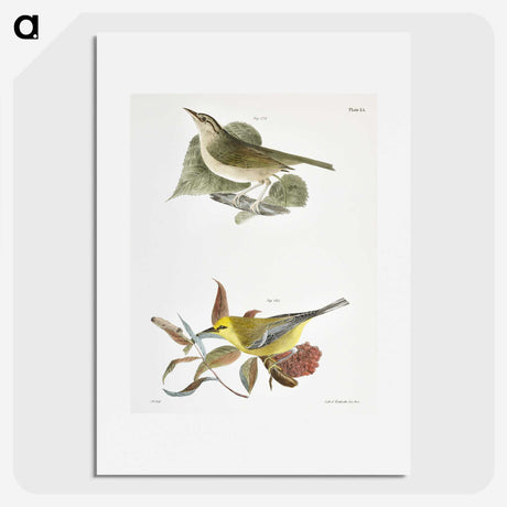 1-90_Zoology-of-New-York_picture