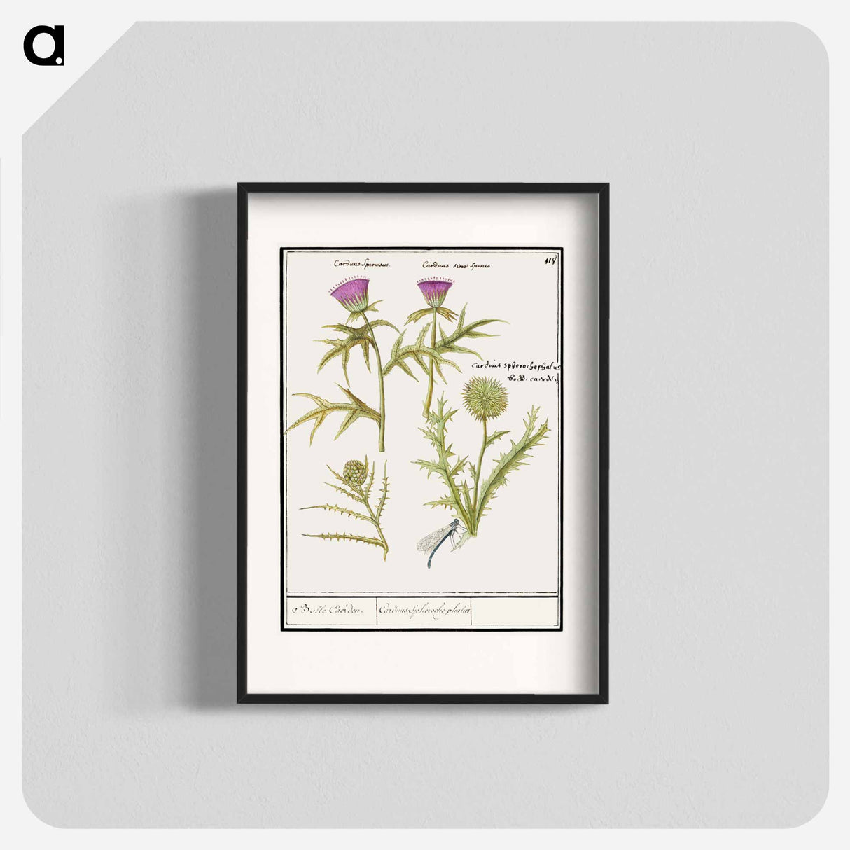 Thistle, Carduus and Artichoke, Cynara cardunculus - アンセルムス ボエティウス デ ブート Poster.