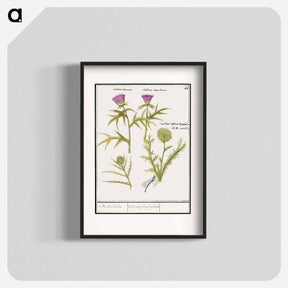 アートポスター-Thistle, Carduus and Artichoke, Cynara cardunculus - アンセルムス ボエティウス デ ブート Poster.