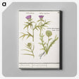 1-91_Anselmus-Boetius-de-Boodt_canvas