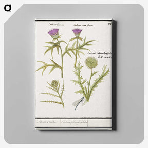 1-91_Anselmus-Boetius-de-Boodt_canvas