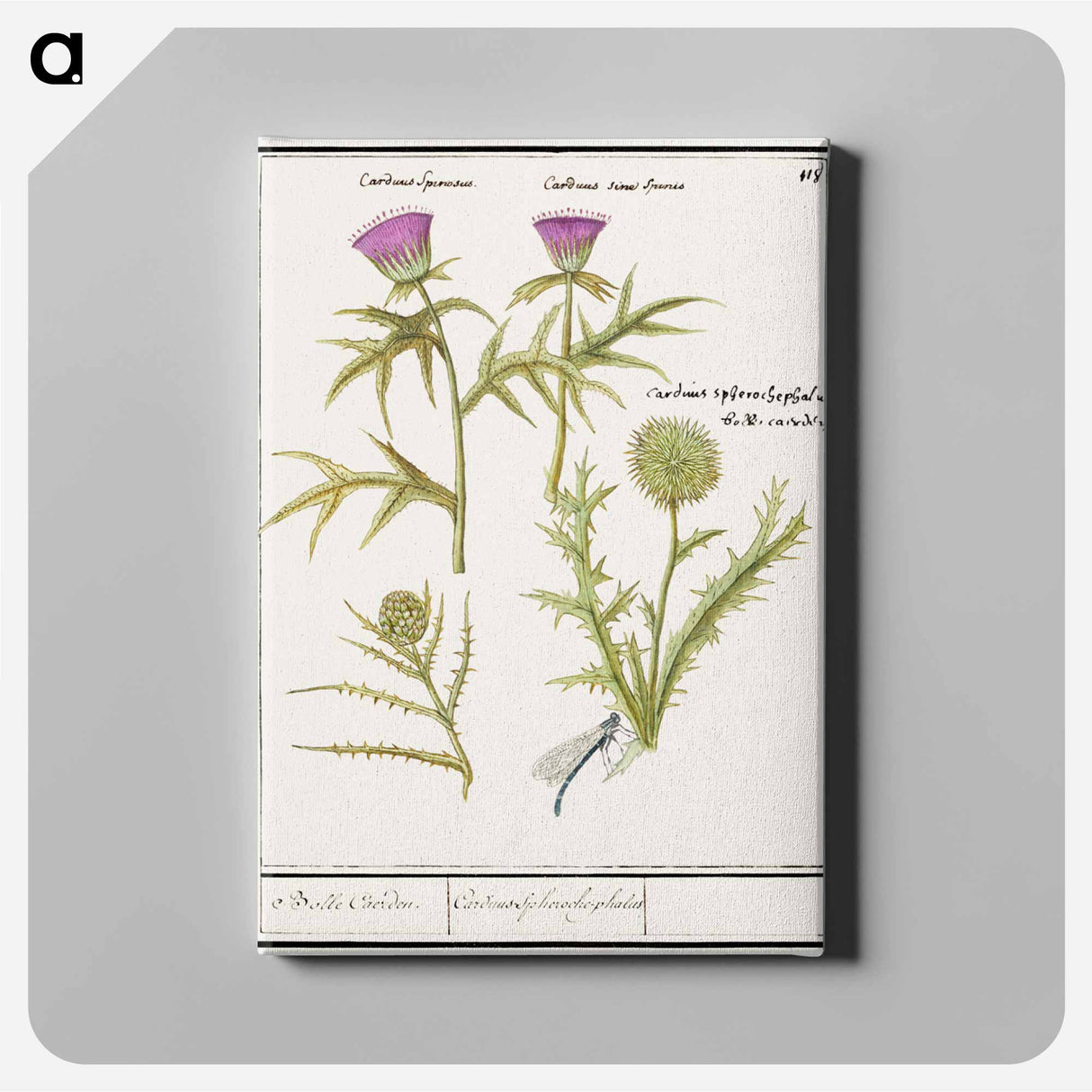 Thistle, Carduus and Artichoke, Cynara cardunculus - アンセルムス ボエティウス デ ブート Canvas.