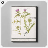 Thistle, Carduus and Artichoke, Cynara cardunculus - アンセルムス ボエティウス デ ブート Canvas.