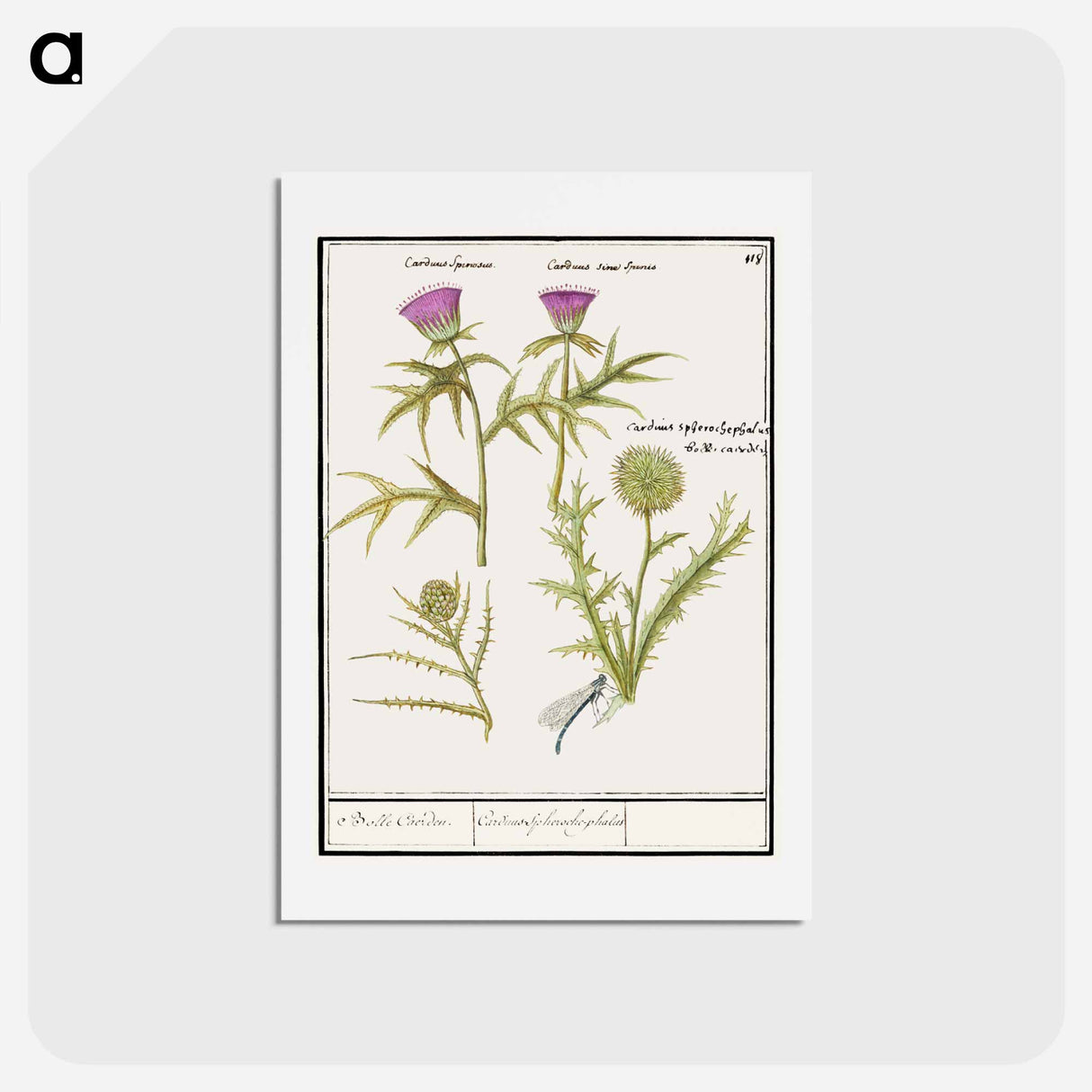 Thistle, Carduus and Artichoke, Cynara cardunculus - アンセルムス ボエティウス デ ブート Postcard.