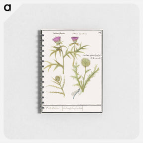 アートメモ帳-Thistle, Carduus and Artichoke, Cynara cardunculus - アンセルムス ボエティウス デ ブート Memo.