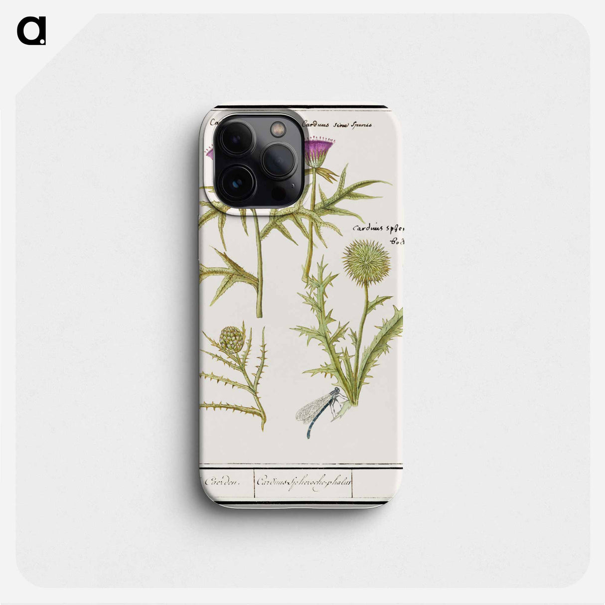 Thistle, Carduus and Artichoke, Cynara cardunculus - アンセルムス ボエティウス デ ブート Phone Case.