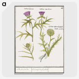 1-91_Anselmus-Boetius-de-Boodt_picture-crop
