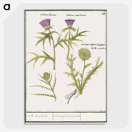 1-91_Anselmus-Boetius-de-Boodt_picture-crop