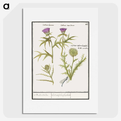 1-91_Anselmus-Boetius-de-Boodt_picture