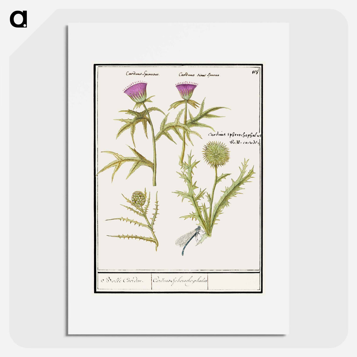Thistle, Carduus and Artichoke, Cynara cardunculus - アンセルムス ボエティウス デ ブート Poster.