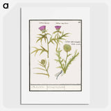 Thistle, Carduus and Artichoke, Cynara cardunculus - アンセルムス ボエティウス デ ブート Poster.
